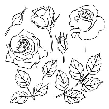 Vector set of hand-draw line rose collection.