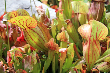 Carnivorous plants / Sarracenia flava in the rainforest