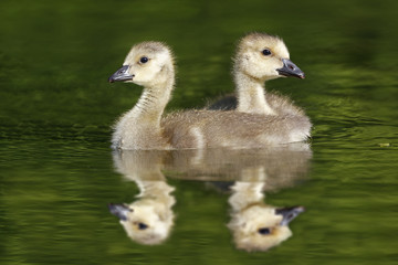 Pair of Young Canada Geese Goslings Swimming on a Pond - Ontario, Canada