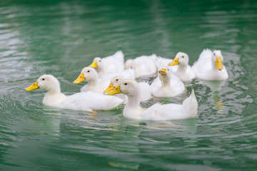 white duck