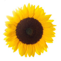 Fototapeta premium sunflower isolated
