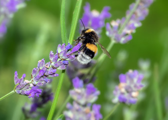 Lavendelblüte mit Hummel
