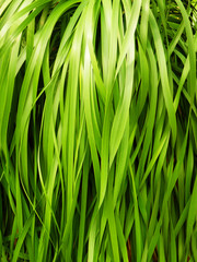 decorative green grass detail