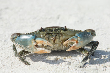 crab on beach