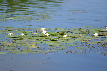 The blossoming water-lily white (Nymphaea alba L.) on a surface