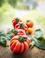 different tomatoes on a branch with leaves, on a natural background, close up