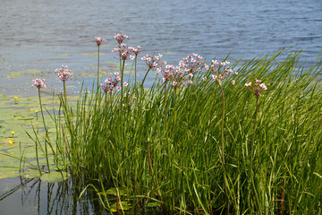 Blossoming flowering rush (Butomus umbellatus L.) about water
