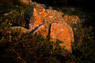 Lichen-covered Rocks at Dawn