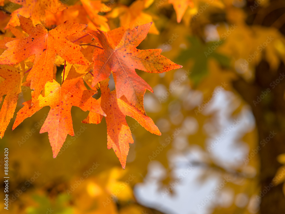 Poster Orange colored maple leaves