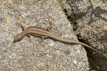 Wall lizard
