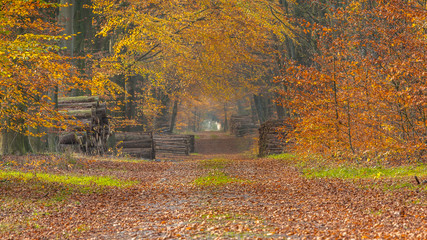 Autumnal forest lane forest lane