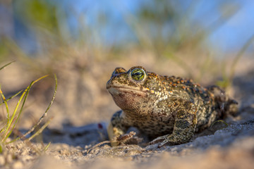 Natterjack toad in sandy habitat