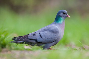 Stock dove looking in the camera