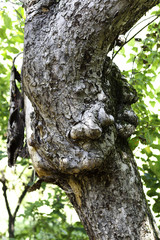 Obraz premium Wird looking tree