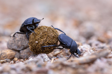Two hard working dung beetles