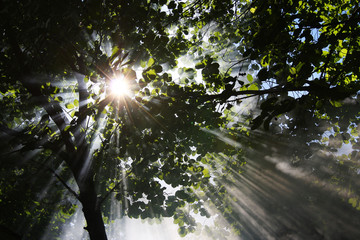 Obraz premium Sunlight shines through trees