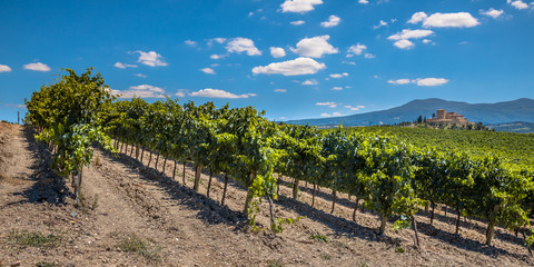 Fototapeta na wymiar Panorama of a Vineyard in Rows at a Tuscany Winery Estate, Italy