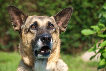 alter Deutsche Schäferhund
