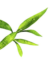 Macro gouttes d'eau sur plante verte