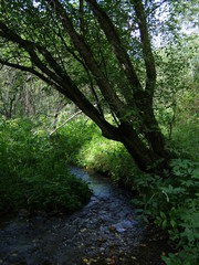 Ручей Лалетина