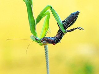 Mantis religiosa, the common praying mantis, eating a young wall lizard (Podarcis muralis)