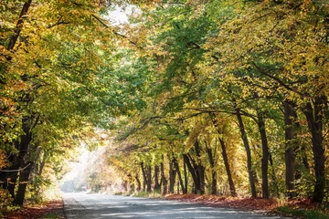 Vlies Fototapete Herbst Autumn landscape with road and beautiful colored trees.