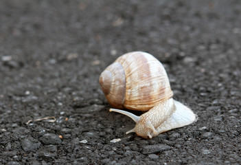 snail crawling