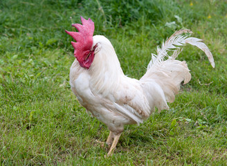 portrait of cock