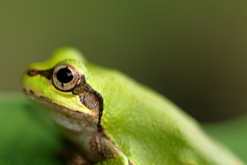 アマガエル