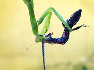 Mantis religiosa, the common praying mantis, eating a young wall lizard (Podarcis muralis)