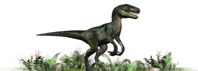 Obraz premium velociraptor dinosaurs - isolated on white background
