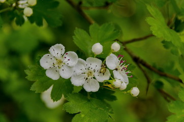 Hawthorn (Crataegus monogyna) blossom, Zavet town, Bulgaria