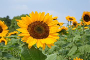 ひまわり（向日葵）