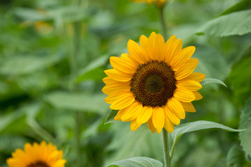 ひまわり（向日葵）