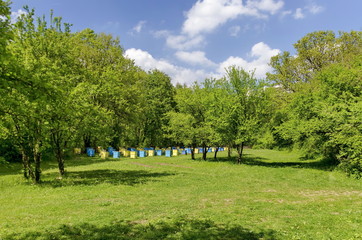 Bee-garden in forest glade, Zavet town, Bulgaria