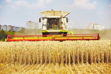 Harvest time