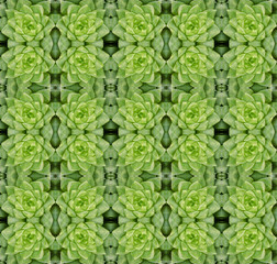 succulent plant seamless pattern background