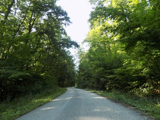 Road in deciduous forest
