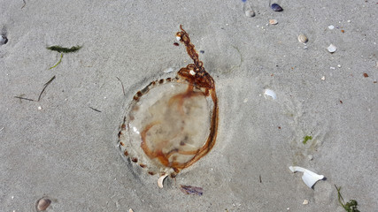 rote Qualle, Nordsee