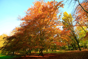Obraz premium Herbstlandschaft