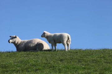 Naklejka na ściany i meble Schafe auf eienm Deich in Nordfriesland