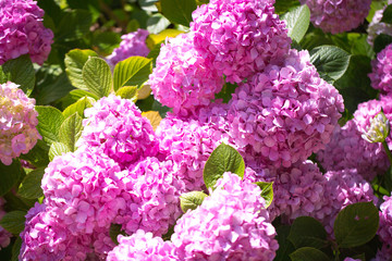 Floral postcard for your design