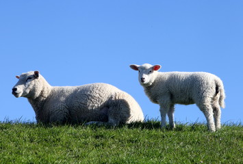 Obraz premium Schaf mit Lamm auf einem Deich in Nordfriesland