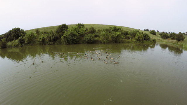 Canada Geese on a lake