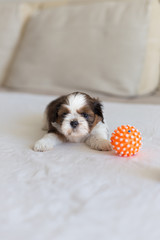 Little white shih-tzu on the soffa frontal view