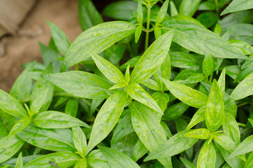 King of Bitter or Andrographis paniculata