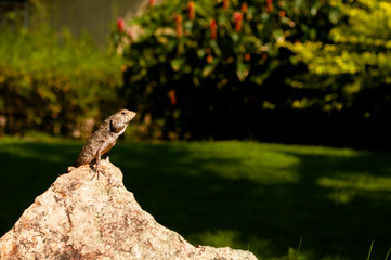 Lizard sitting on a rock basking in the sun
