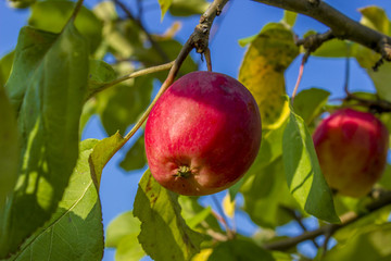 red apples on a tree