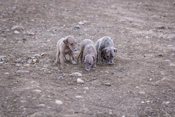 Tres cachorros de galgo. Manada de perros de carreras en el campo. Entrenando a los cachorros.