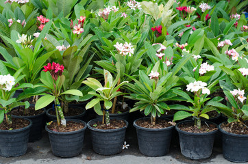 Frangipani trees in pot at jatujak market, Bangkok, Thailand